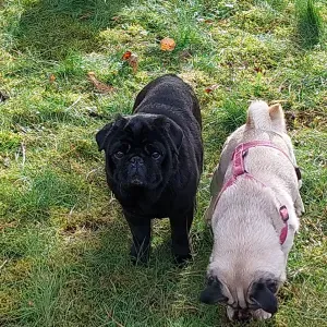 Pet Sitter à Metz et aux alentours 