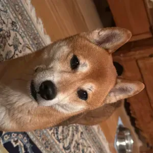 À la recherche d'un pet sitter