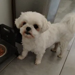 Pet sitter proche de Lyon. 