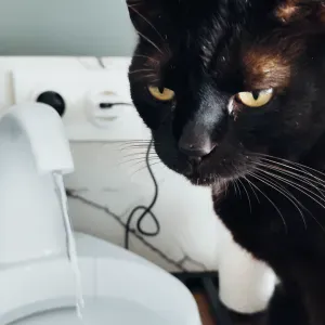 1 semaine de garde en août pour notre chat 🐈‍⬛