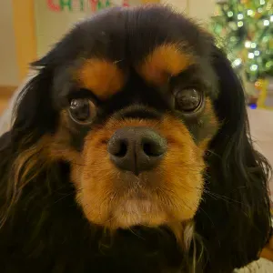 Recherche garde pour mon petit chien Lenny