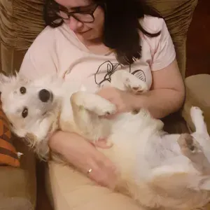 Pet sitting em castelo branco 