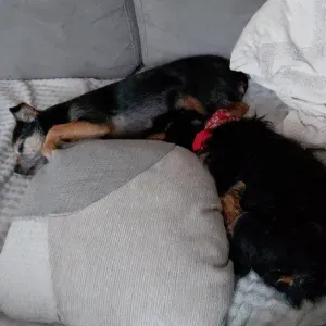 Pet-sitter sur Paris et proche banlieue