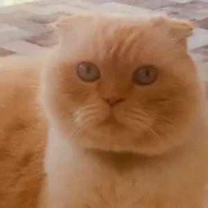 Recherche Petsitter