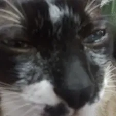 Cuidadora de animais