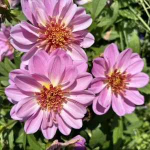 Hello! Femme de ménage responsable à Paris !