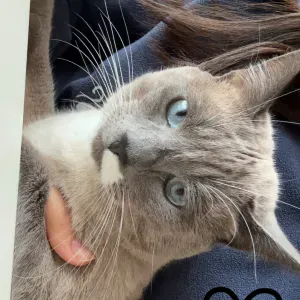 Pet-Sitter à Lille !!! ☺️🐾