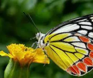 Femme de ménage à temps partiel 