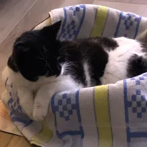 Recherche garde chat