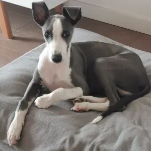 Recherche pet sitter pour le 8 août