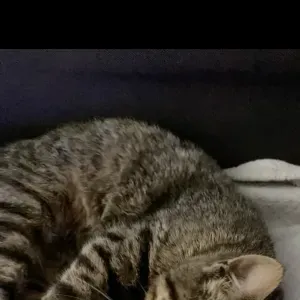 Étudiante prof particulier à Roubaix 