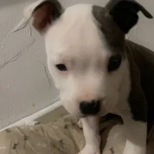 Pet-sitter douce et attentionnée à Toulon 🐾