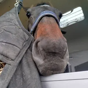 Pet sitter disponible sur Quimper 