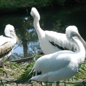 Aide ménagère dans la somme 80