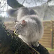 A la recherche d'un(e) pet-sitter