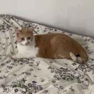 Pet-Sitter à Dijon Disponible !