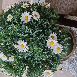 Addetta alle pulizie domestiche e stiro