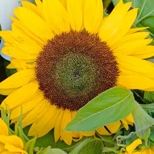 Niñera Davos disponible disponible disponible 