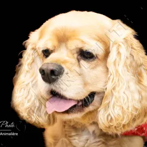 Aide ménagère à domicile et cuisine à La Panne