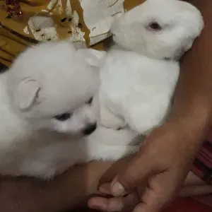 Reliable and Loving Pet Sitter in Aalborg