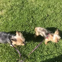 Pet Sitting em Santa Maria da Feira 