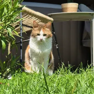 Poste pour un(e) dog-sitter - Petsitter à Favières