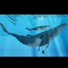 Recherche aide à domicile pour les lundi