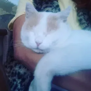 Cuidado consciente a tus peluditos.