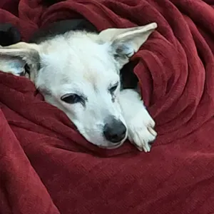 Pet sitting em Vale de lobo , Almancil 