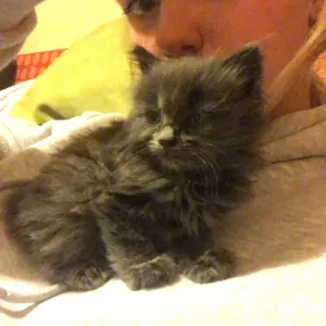 Etudiante passionnée et gaga d'animaux