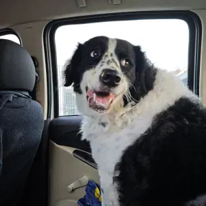 Pet sitting a Fara Sabina e Roma 