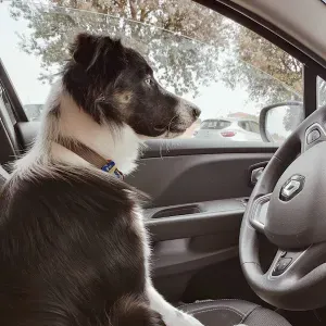 Cerco aiuto settimanale per pulizie appartamento con animali