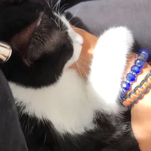 Pet-Sitter à 95 est là pour vous !