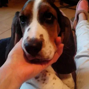 Pet-Sitter à Villefontaine ou environs