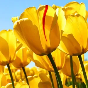 Procuro um petsitter perto de mim