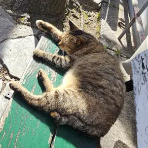 Besoin d'un pet-sitter ? Je suis là !