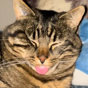 Je suis luna, pet-sitter à orgeval !