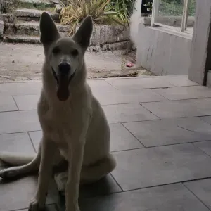   Pet sitter a Angoulême !! 😁