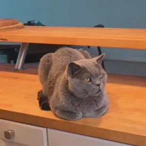 A la recherche de Catsitter