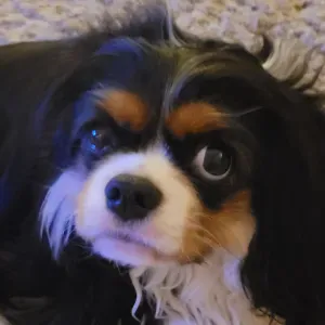 PET-SITTER pour TESSA