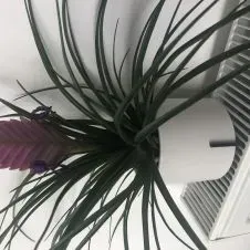 Femme de ménage à Differdange