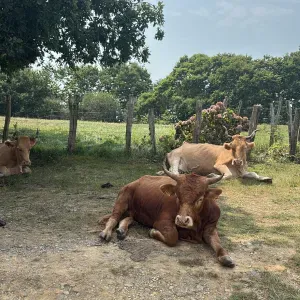 Pet sitter Paris et île de france 