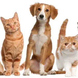 Pet Sitter à Paris et alentours, tout types d'animaux