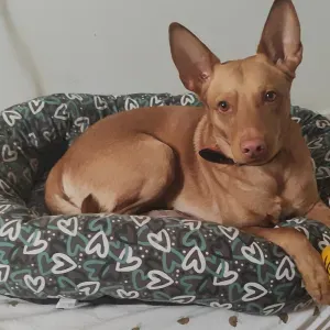 Cuidador de mascotas por horas día noches fines de semana 