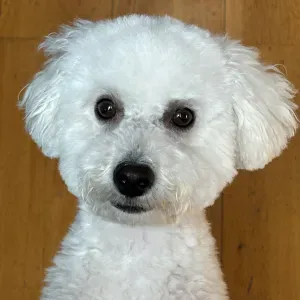 Garde de caniche nain