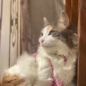 Nounou à domicile ( douce et attentionnée )- garde d'enfants