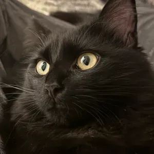 Emploi de Petsitter Lyon