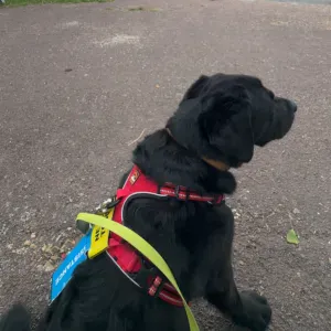 Des pattes et des câlins : une garde sur mesure 