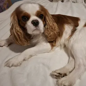 Cavalier King Charles vacances Avril