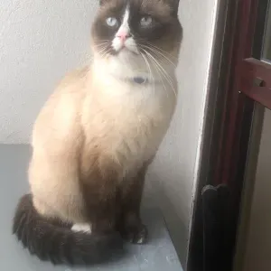 A la recherche d'une pet catsitter